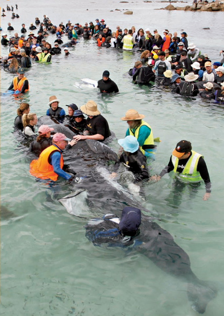 Scientists do not always know why dolphins and whales get stranded Chapter 1 - photo 5