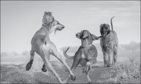 The hounds are running in the grass over the plains running out of the past - photo 7