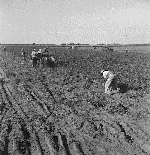 Thousands of migrant workers are employed for harvesting the potato crop of - photo 2