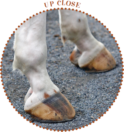 Image Credit Hedda Gjerpen A horses feet are called hooves They look like - photo 16