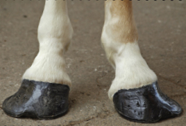 Image Credit Shutterstockcom hooves HOOVZThe hard thick feet of horses - photo 2