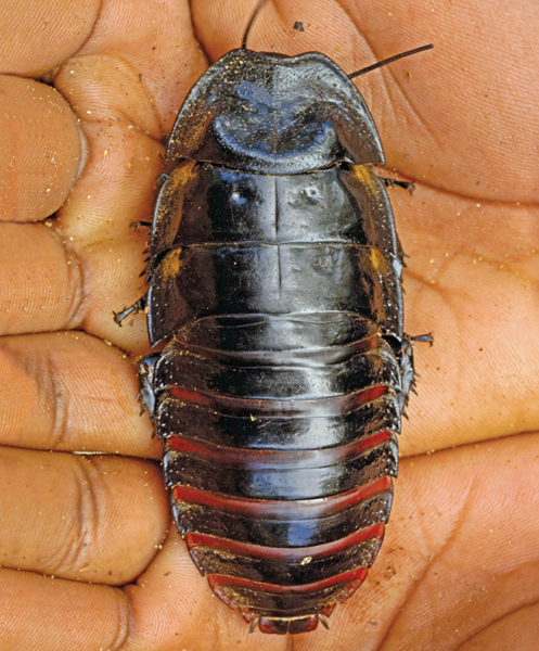 Image Credit Pete OxfordMinden Pictures Hissing cockroaches make cool and - photo 2