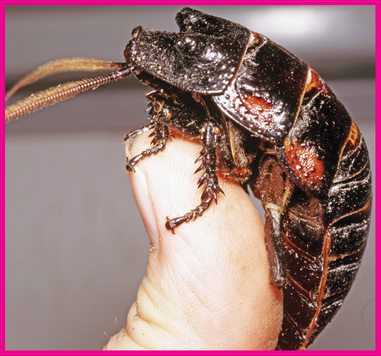 Image Credit Alamy Alessandro Mancini Hissing cockroaches can grow to be - photo 3