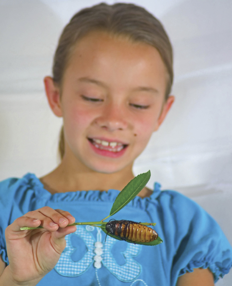 Image Credit Sky BonilloPhotoEdit Having a hissing cockroach as a pet can be - photo 4