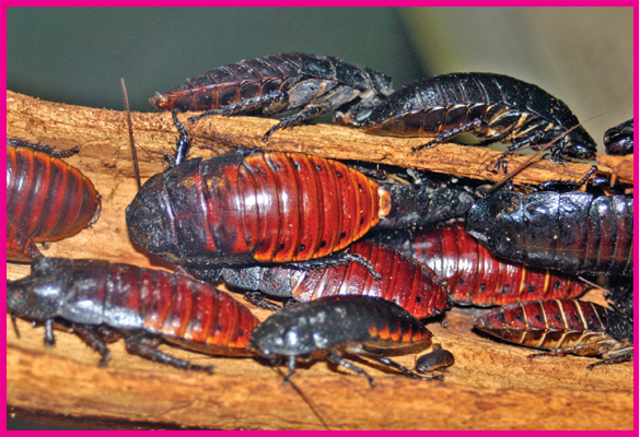 Image Credit iStockphotocomDavid Coder About one hundred hissing cockroaches - photo 6