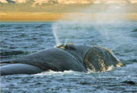 Image Credit 2011 Photoscom a division of Getty Images blowholes BLOH - photo 2