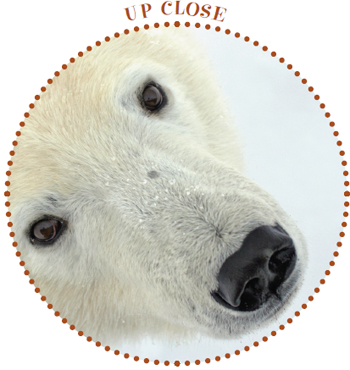 Image Credit David Parsons A polar bear has the best sense of smell on Earth - photo 9