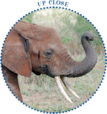 Image Credit iStockphotocom Adrian Assalve An elephants trunk does more - photo 11