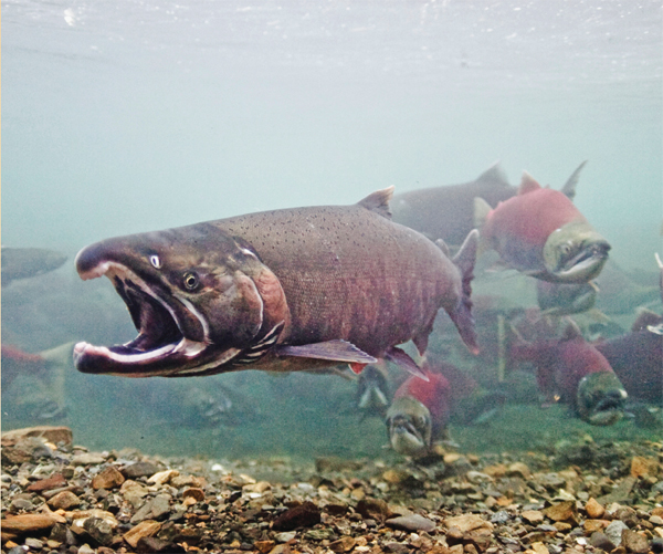 Image Credit Alaska Stock Alamy Image Credit SA Team This bats nose - photo 14