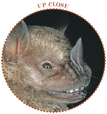 Image Credit SA Team This bats nose helps it hunt flying insects Its nose - photo 15