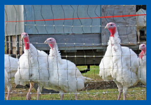 Image Credit Sarah Kennedy Young turkeys live inside a fence It protects them - photo 8