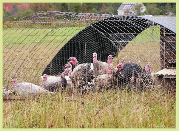 Image Credit Gould AcademyTracey Wilkerson The farmers roll the coop to a new - photo 9