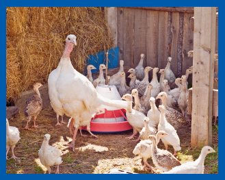 Image Credit Shutterstockcom Poults are kept warm in the barn The farmers - photo 14