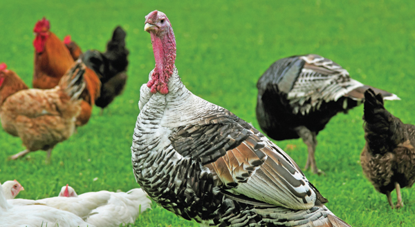 Image Credit Shutterstockcom Did you know that a turkey can see 100 yards - photo 3