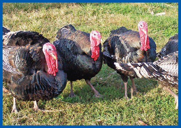 Image Credit Howling Wolf Farm The farmers check on the turkeys every day If - photo 7