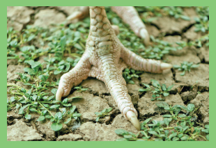 Image Credit Photoscom fdevalera A turkeys sharp nails help it dig up food - photo 6