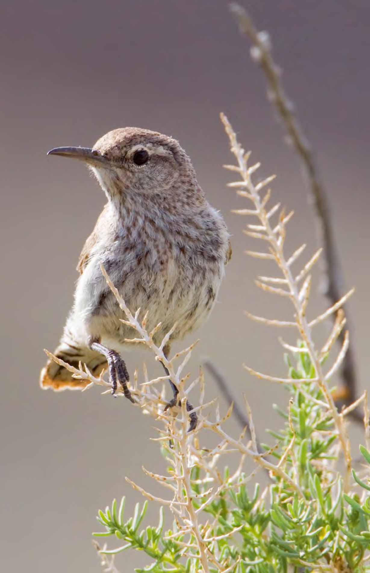 Rock Wrens do indeed prefer rocky places such as canyons and badlands GERALD - photo 6