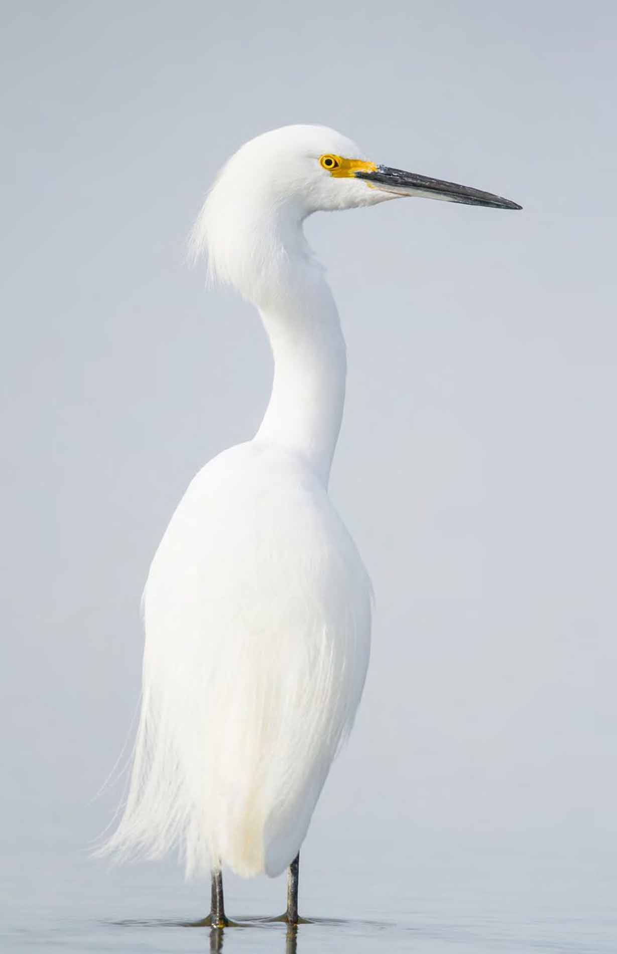 Snowy egrets are a rare but welcome visitor to our Prairie provinces ILYA - photo 7