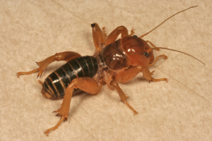 Jerusalem crickets crawl about secretivelyat night They often leave almost - photo 9