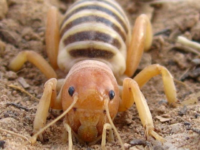 The Jerusalem cricket eats many foodsincluding plant roots potatoes other - photo 5