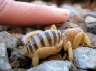 A Jerusalem Cricket is two or three timesthe size of a normal cricket Adults - photo 6