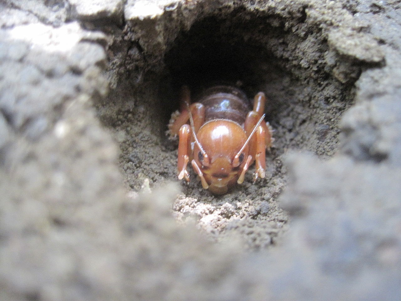 This relative of the cricket excited theimagination and caused fear since it - photo 2