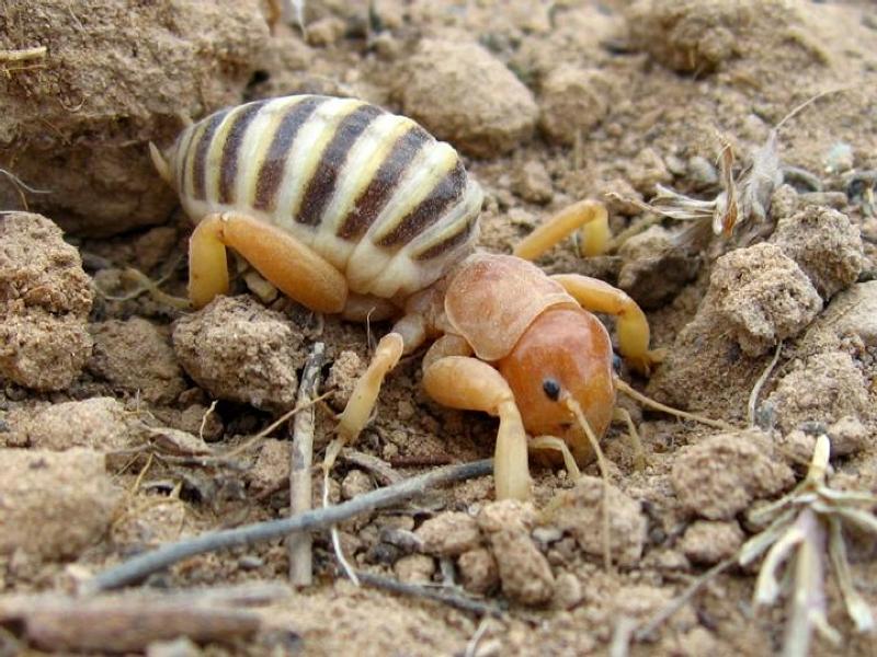 The Jerusalem cricket spends most of itslife underground Jerusalem crickets - photo 4