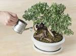 When the soil starts becoming dusty or dry ensure you water the bonsai It - photo 2