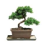 There are abundant of traditional training styles you can use for your bonsai - photo 3