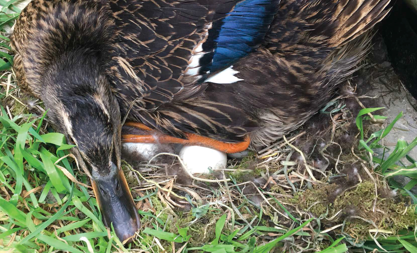 A hen sits on her eggs She protects them until they hatch FAST FACT The - photo 5