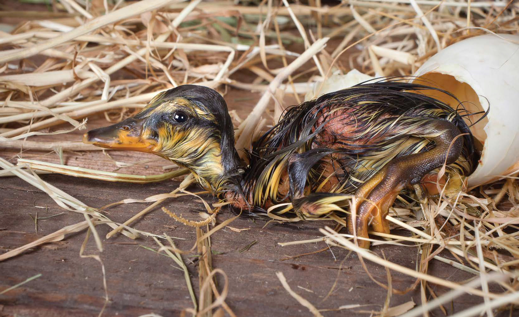 A duckling breaks out of its egg and rests FAST FACT Duck eggshells have - photo 6