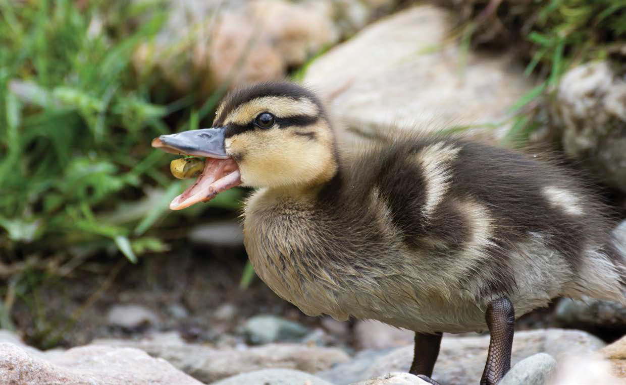 A duckling eats a bit of food it found on a beach FAST FACT Ducklings - photo 9