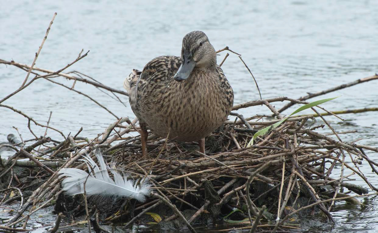 A mallard hen uses twigs to build her nest FAST FACT A hen will - photo 3