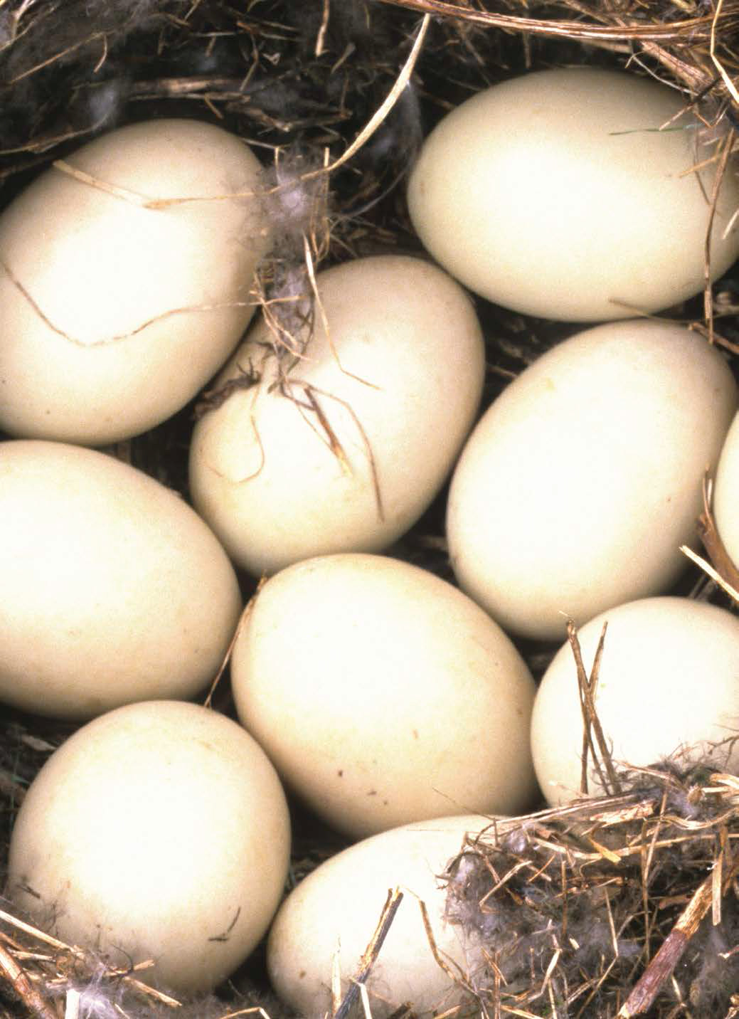 A clutch of duck eggs lie in a nest lined with soft down A SITTING HEN - photo 4