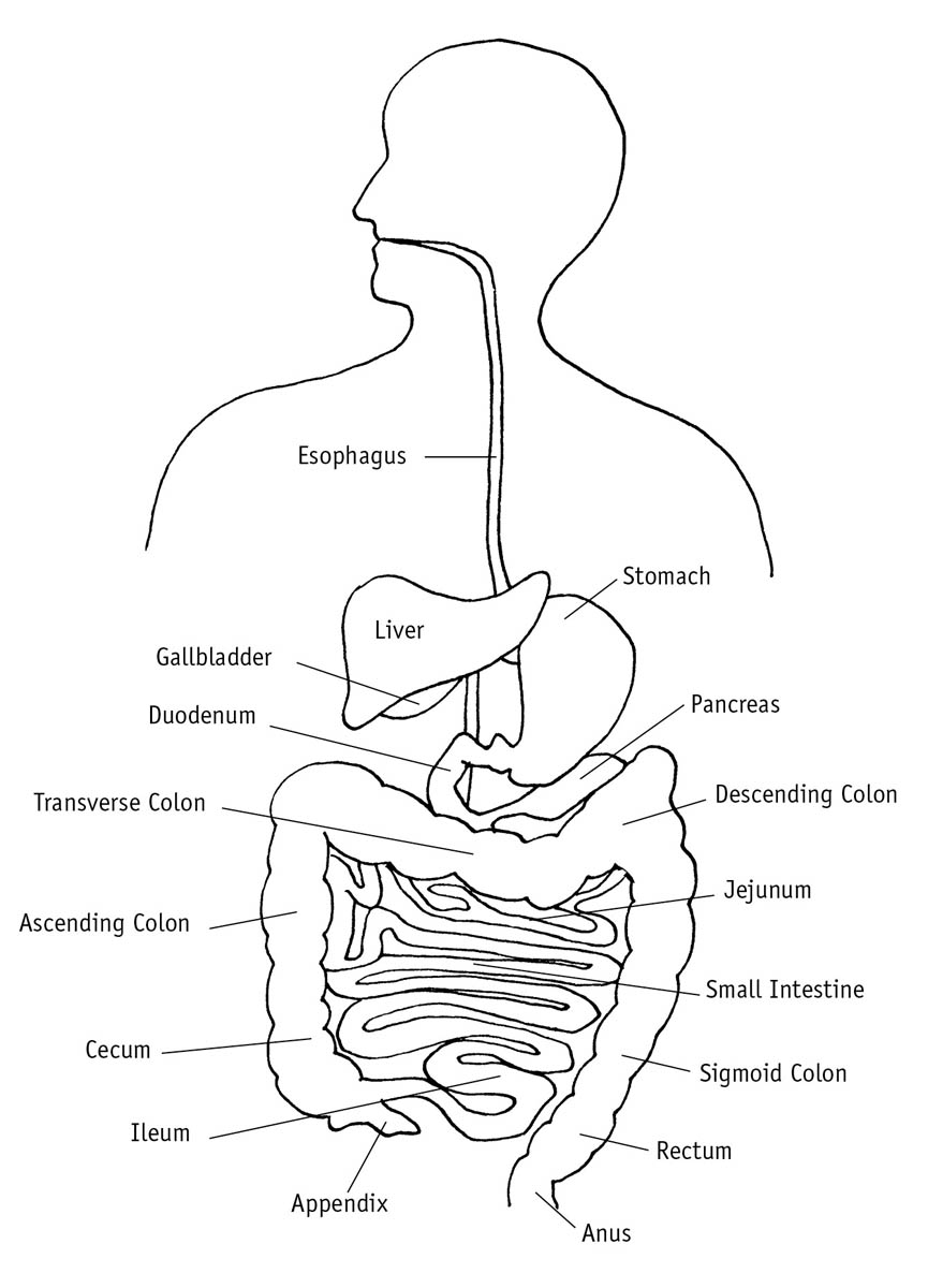 The Process of Digestion The food we eat is not in a form that the body can use - photo 3