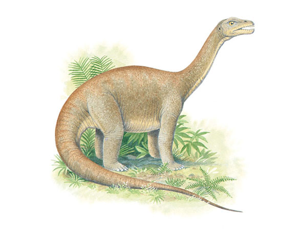 Apatosaurus uh-PAT-uh-SOR-us Squeak Squeak Is that the sound of a baby - photo 4