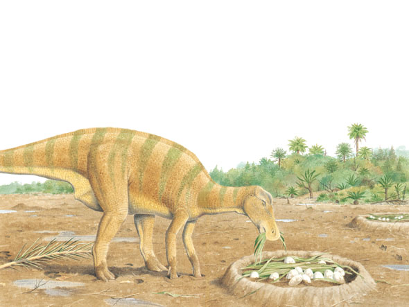 Maiasaura MY-uh-SOR-uh Were dinosaurs good mothers This kind of dinosaur - photo 11