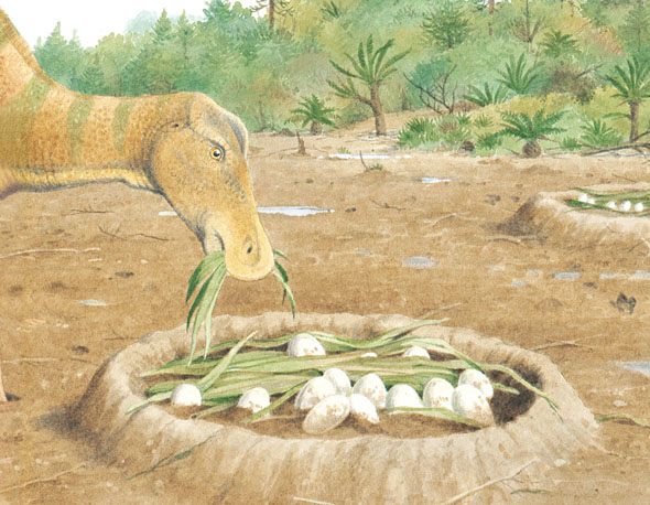 But this dinosaur did not She was too heavy The eggs would break She put - photo 12