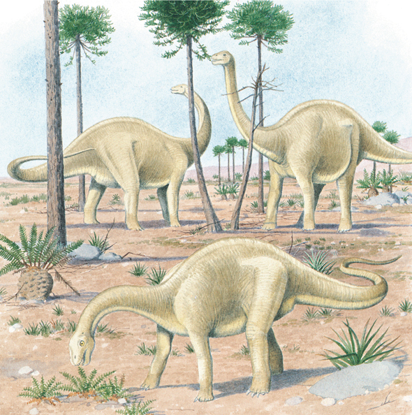 Apatosaurus uh-PAT-uh-SOR-us What did baby dinosaurs eat Some kinds ate - photo 20