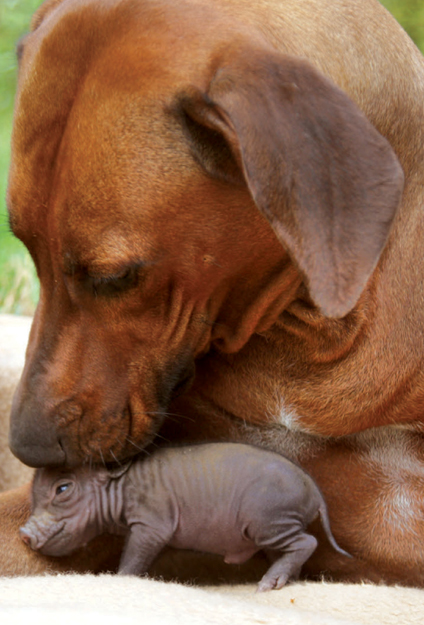 Katjinga was a dog who lived on a farm in Germany She was a Rhodesian - photo 4