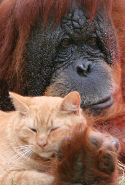 Tonda an old orangutan that lived in a zoo was not known for being nice In - photo 10