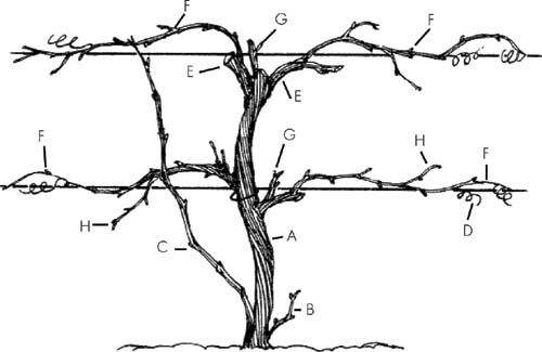 The major parts of a grapevine consist of the trunk A suckers B young - photo 8