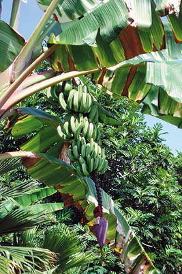 banana tree Hanalei Bay But without question the beaches are the islands - photo 9