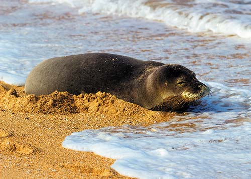 monk seal resting on the sand at Tunnels Beach Opaekaa Falls rainbow - photo 11