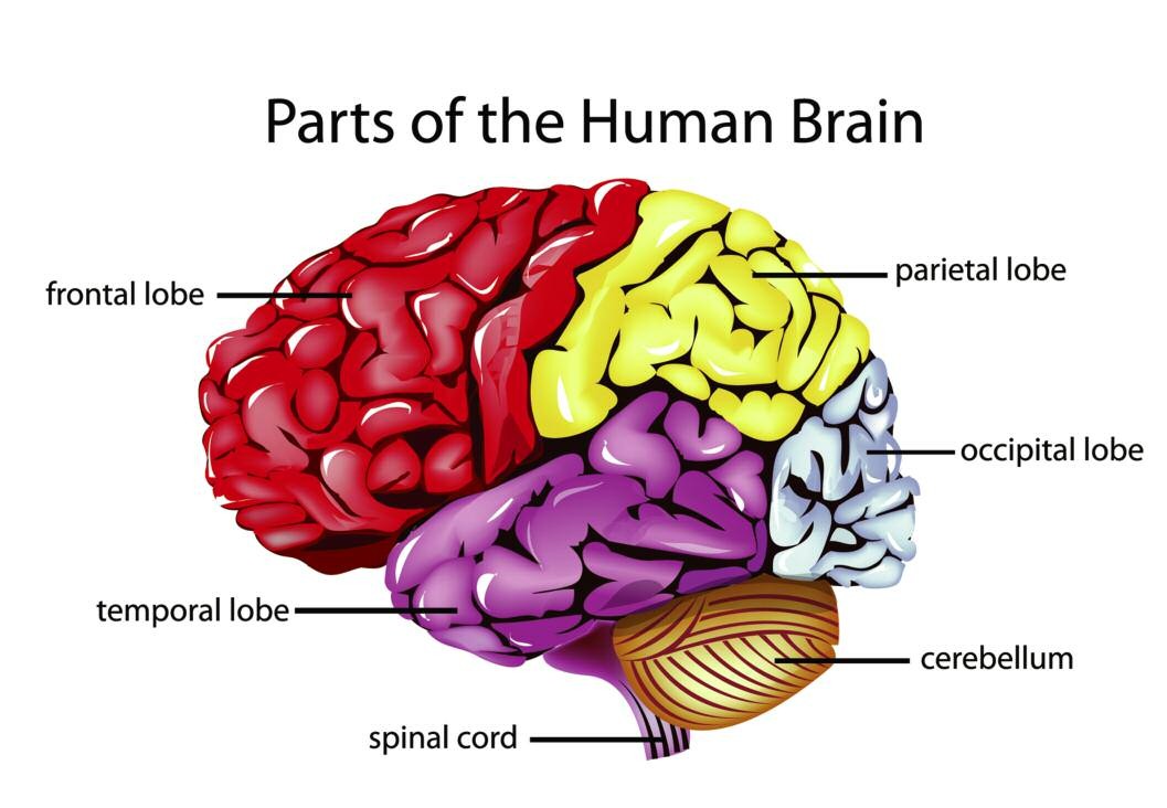 A link between conduct disorder and the impairment of the brains frontal lobe - photo 7