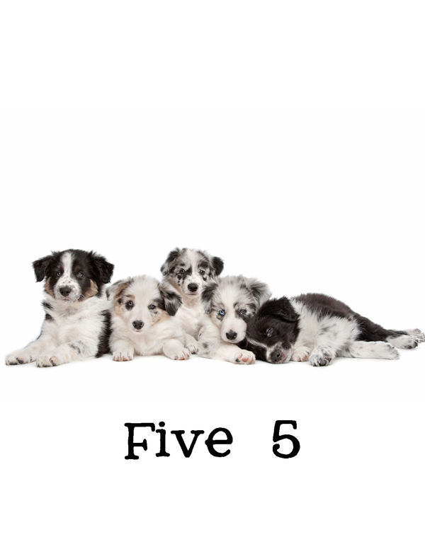 1-2-3 Count Dogs with Me Counting Dogs in Five Languages EnglishFrenchSpanishChineseGerman - photo 8