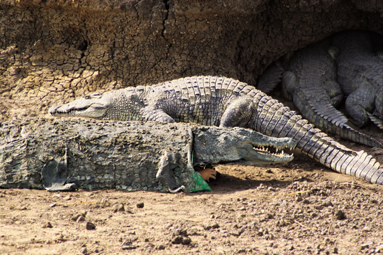 Thats me zoologist Brady Barr dressed in a special crocodile suit My - photo 4