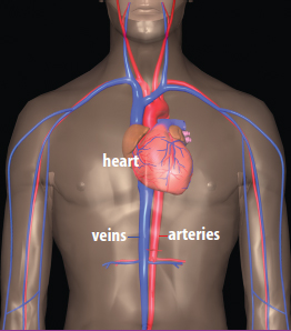 Image Credit Life Art Williams Wilkins The circulatory system runs through - photo 3