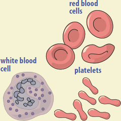 Image Credit Life Art Williams Wilkins BLOOD CELLS Red blood cells are - photo 4