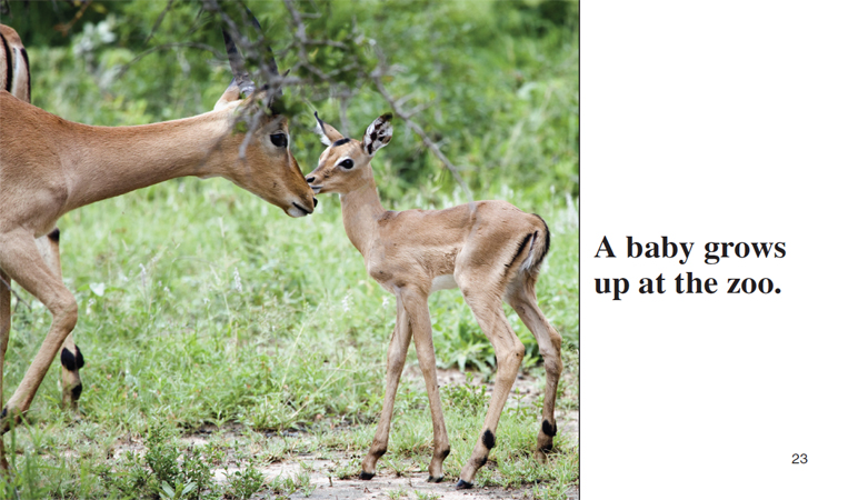 Image Credit Peter Malsbury Kalman Bobbie Living Things in My Backyard - photo 14